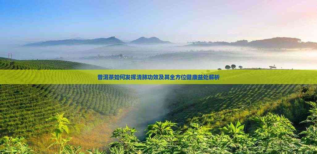 普洱茶如何发挥清肺功效及其全方位健康益处解析