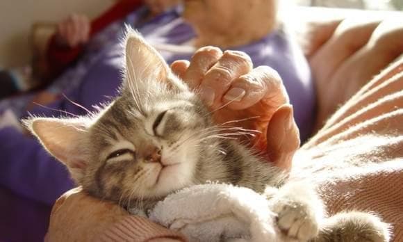 猫咪瘫痪后的全面护理与治疗指南