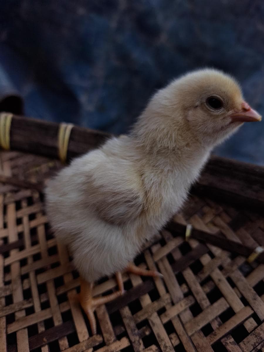 小鸡吃什么长得快又好