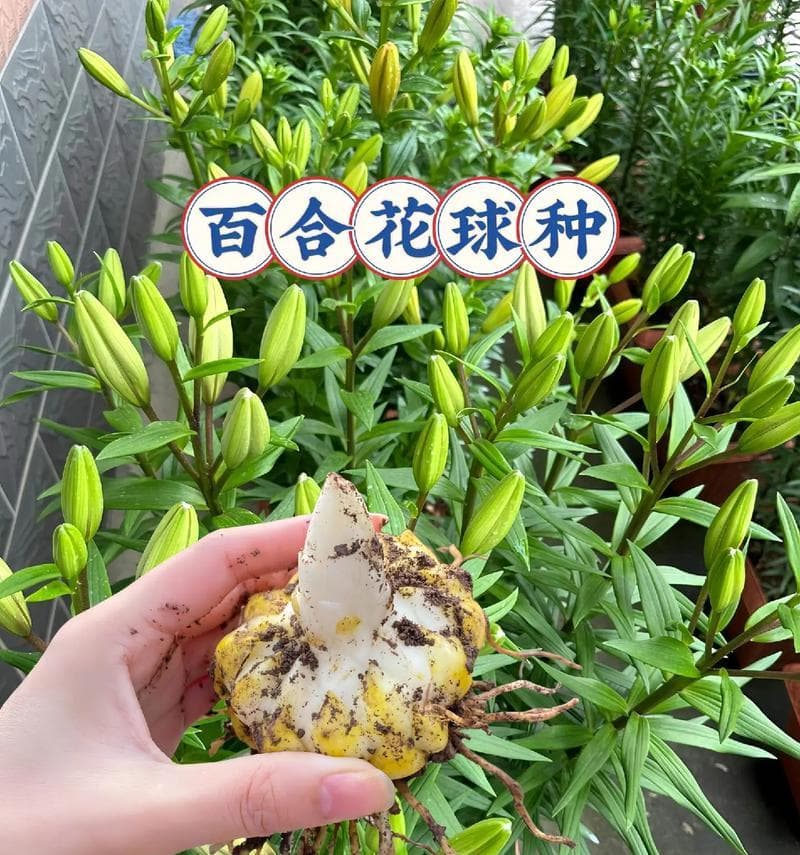 种植百合专用土壤要求是什么？如何为百合提供最佳生长环境？