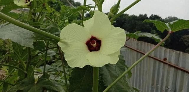 路边美丽的小黄花，却是治疗肾病的良药