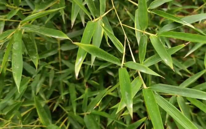 白竹是什么植物？