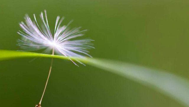 揭秘植物种子的10种传播方式
