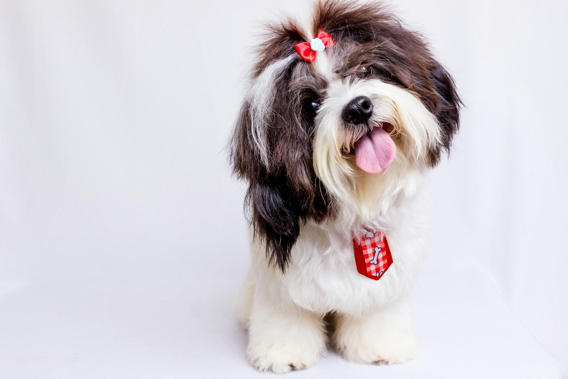 马尔济斯犬，没有体味又不掉毛的可爱型贵族犬