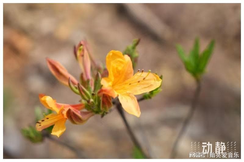 羊踯躅：杜鹃花中的“美女蛇”，既是致命毒药又是珍贵药材