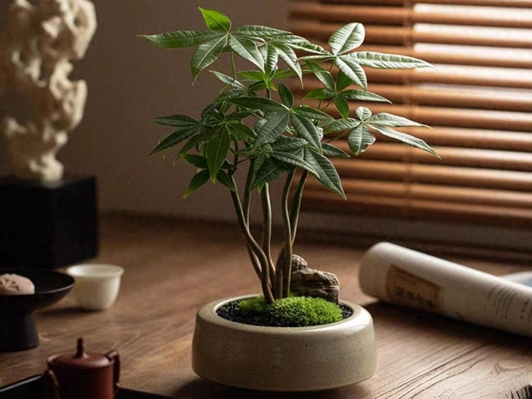 家有“护宅花”，出门遇贵人，这几种吉祥植物，一定要养一盆！