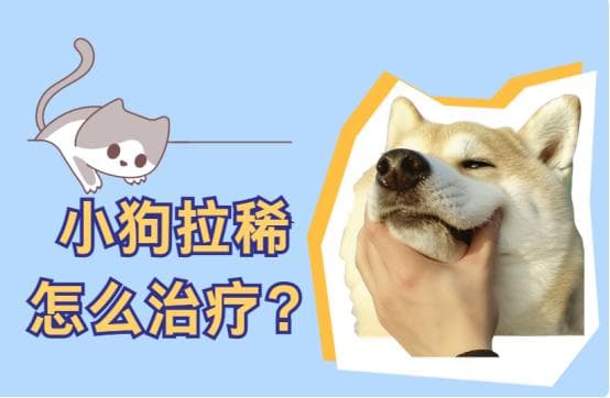 小狗拉稀怎么办？这些原因和治疗方法请收好