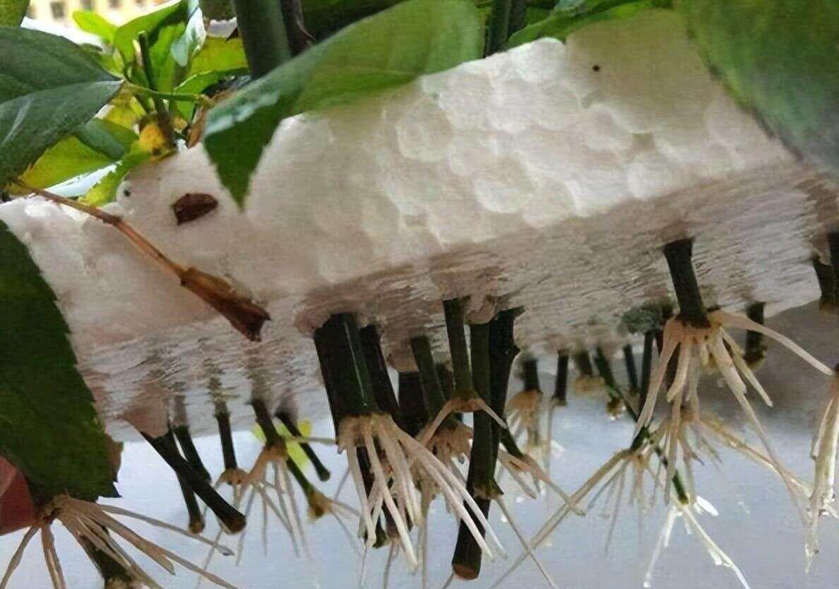 生根液不单单在扦插中使用，原来还有这些用途！
