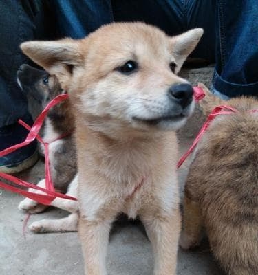 如何训练中华田园犬（以宠物为主的简易训练方法）