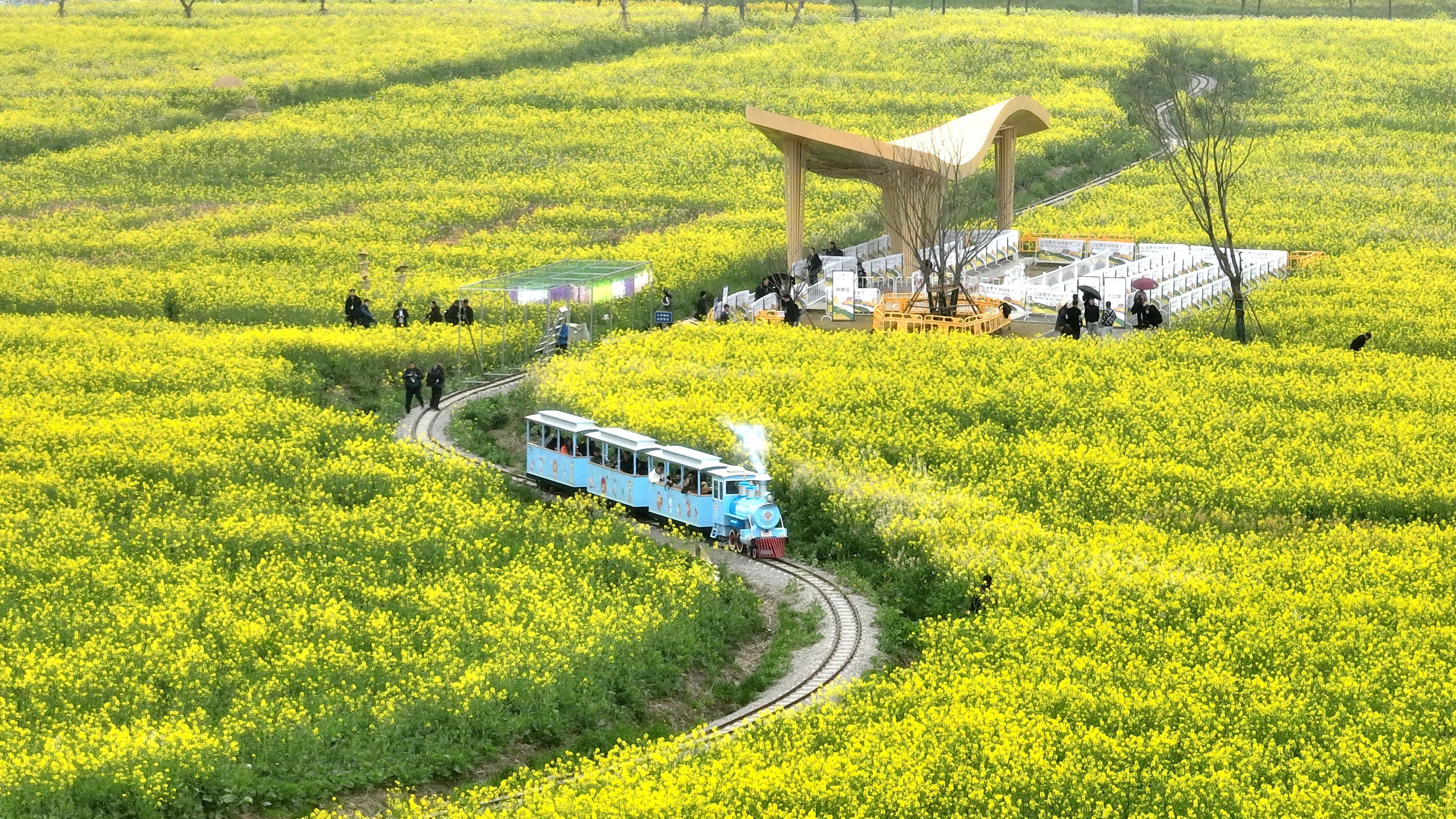 油菜花开时 文旅写春意