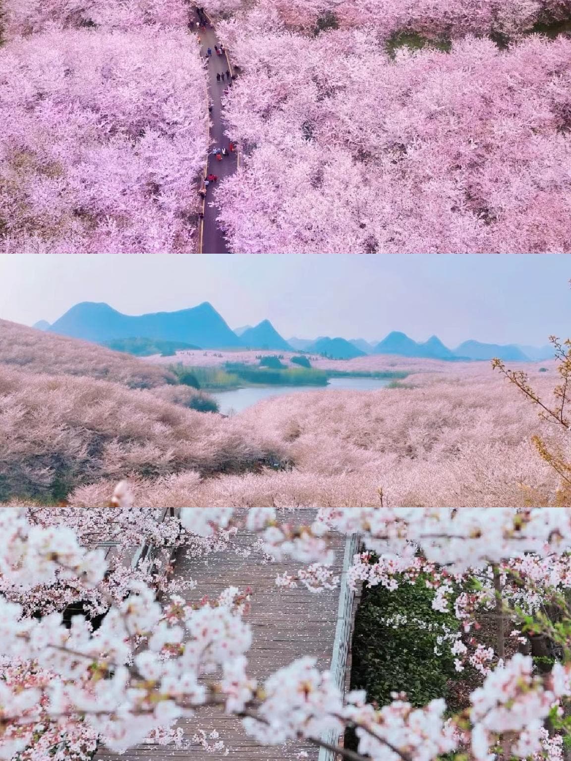 贵州九处春日赏花胜地，附详细赏花日历