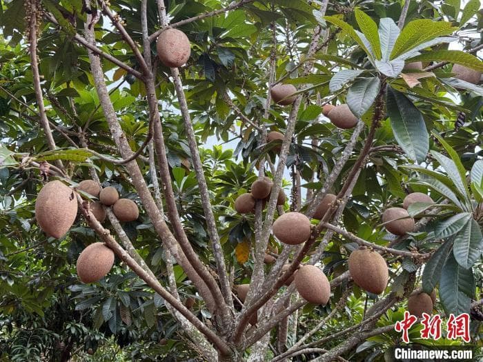 海南新奇特热带水果“上新” 牛奶果、马梅果4月采摘
