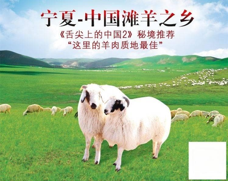 盐滩贵族 | 盐池滩羊肉，自然生态环境，产品品质特征