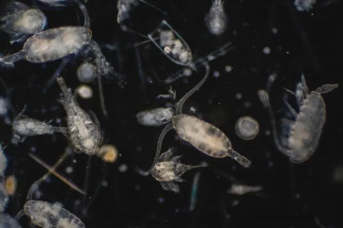 小小浮游生物，为何对于虾塘产生深远影响？养殖高手根你揭露！