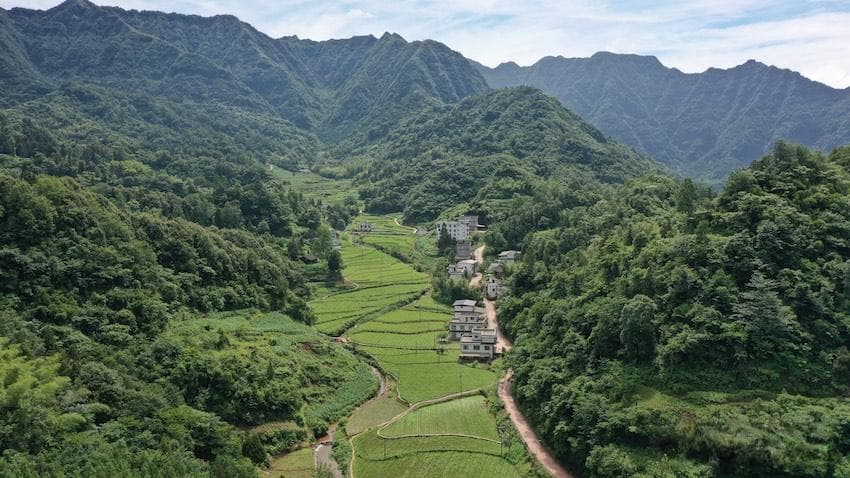 四川古蔺：青叶变“金叶” “神仙草”成就富民产业