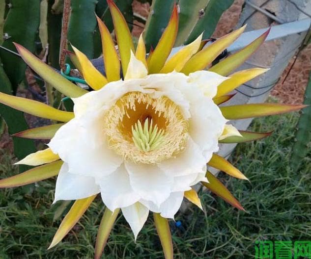 火龙果种植技术：从花期到开花时间的全面解析