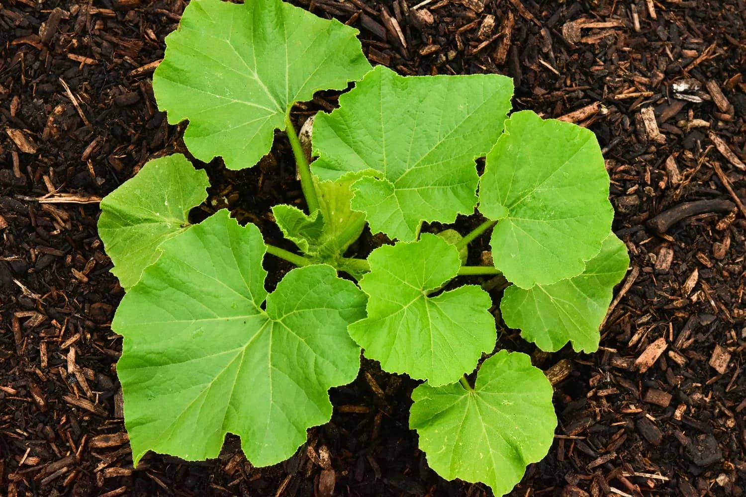 大黄甘草助你告别排便困扰
