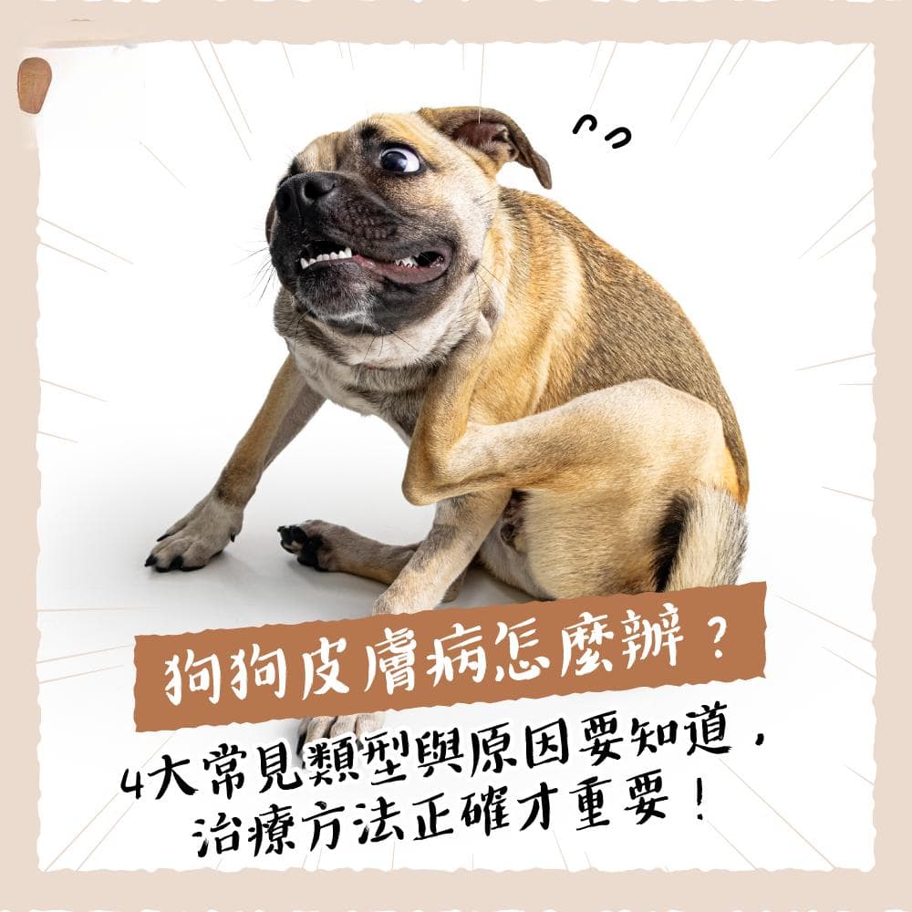 狗狗皮肤病怎么办？4大常见类型与原因要知道，治疗方法正确才重要！
