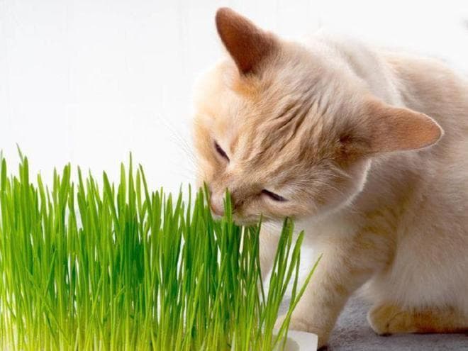 猫咪排毛球与毛发养护：实用指南与贴心建议