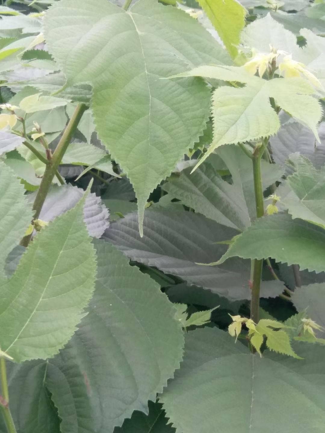 发酵构树叶在养鸡中的应用优势：降低成本，提升鸡肉品质