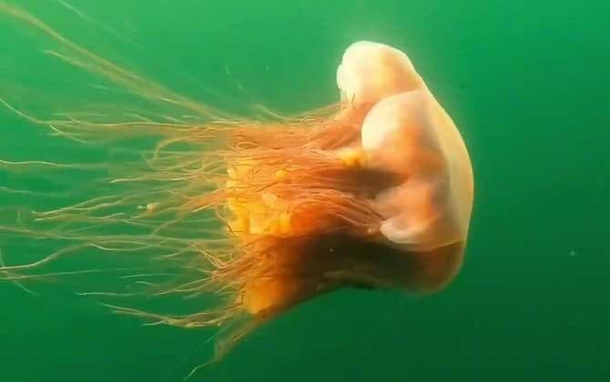 水母：海洋中的古老浮游生物