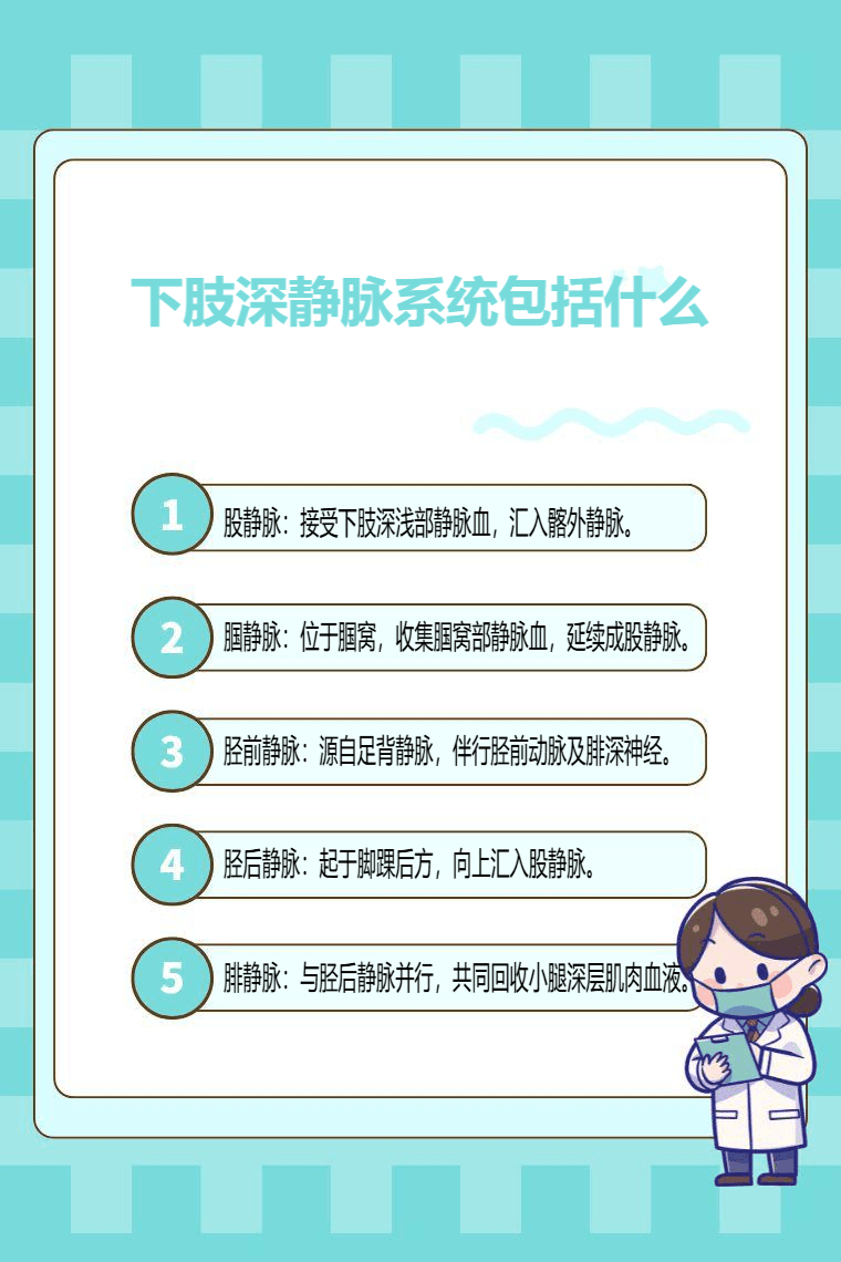 下肢深静脉系统包括什么