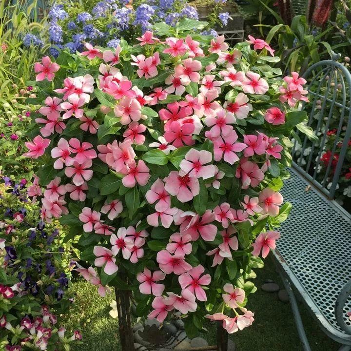 一年四季都盛开的花是什么花（最好养的四季开花植物分享）