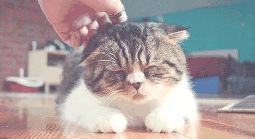 猫咪出现这些表现，可能患有心理疾病