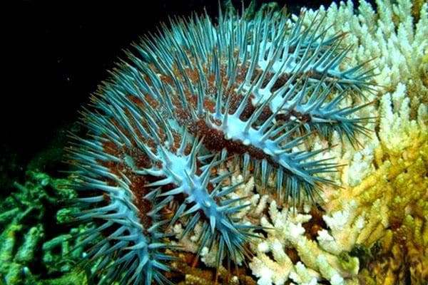 棘冠海星：珊瑚礁的致命捕食者