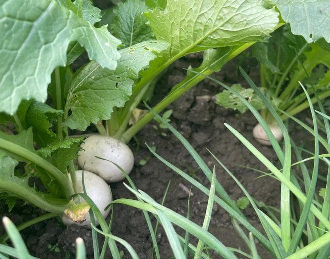 盘菜，又称芜菁、诸葛菜，有4大作用，价值极高，农民要了解！