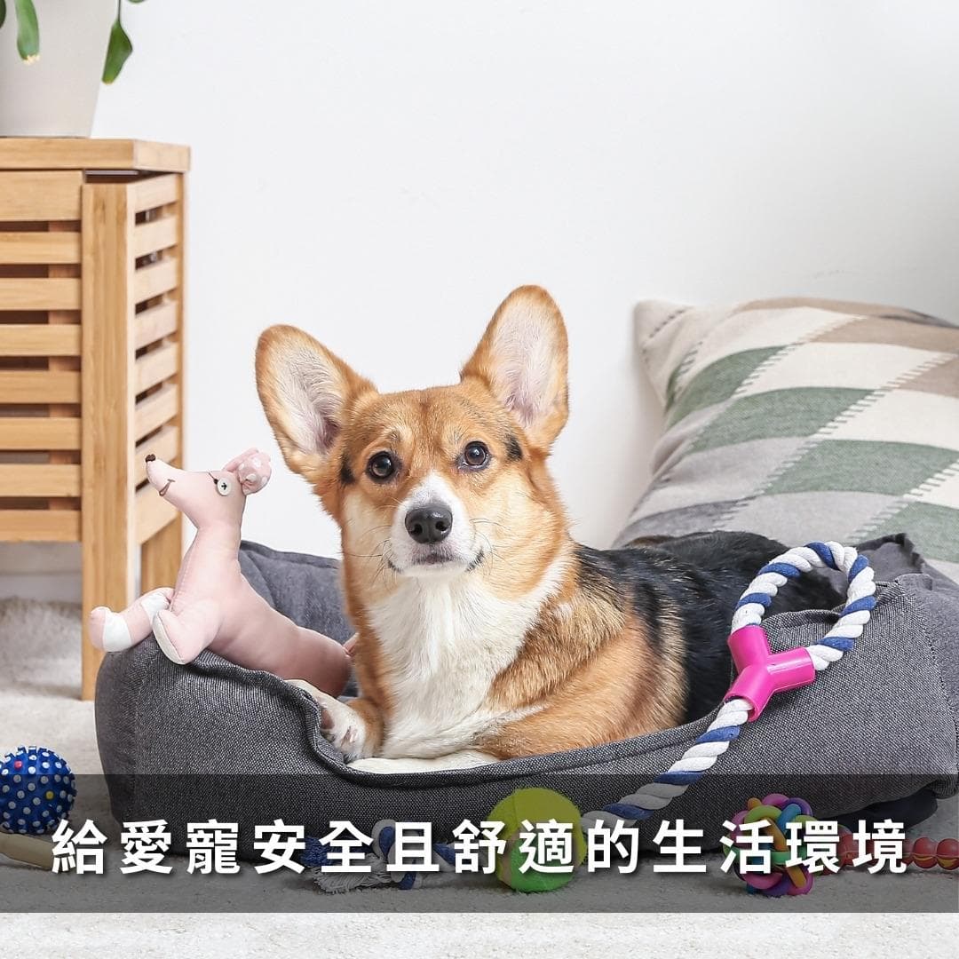 创建一个狗狗适合的生活环境：打造安全且友好的宠物生活环境