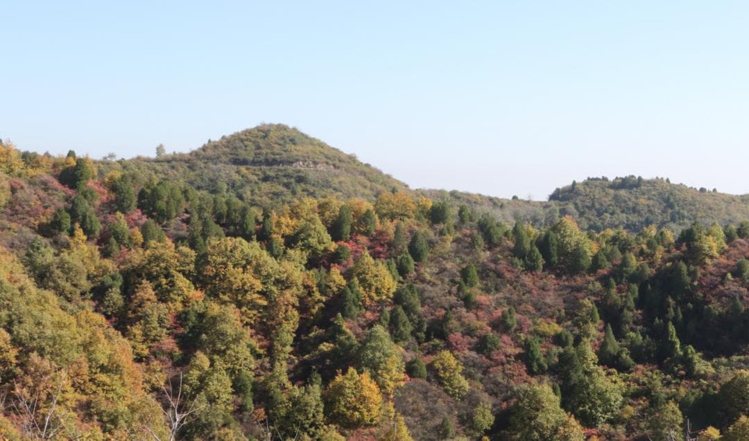 香山红叶美如画 赏景游玩正当时