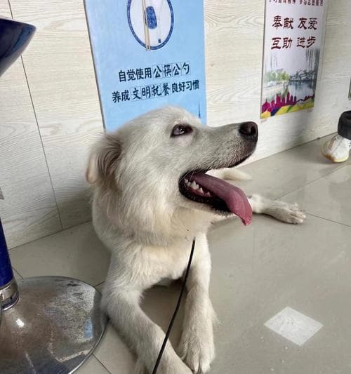 小狗走失怎么办？15个实用的寻找方法和注意事项