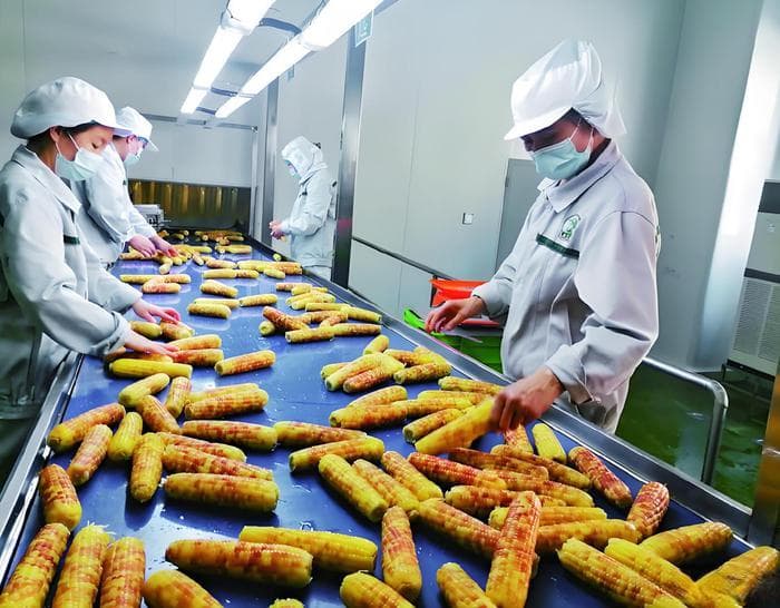中国玉米深加工行业产业链全景梳理
