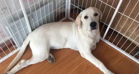 拉布拉多犬的关节保健良方（关注宠物健康，让拉布拉多更健康）