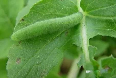 超级经典 32张 蔬菜害虫 全图谱