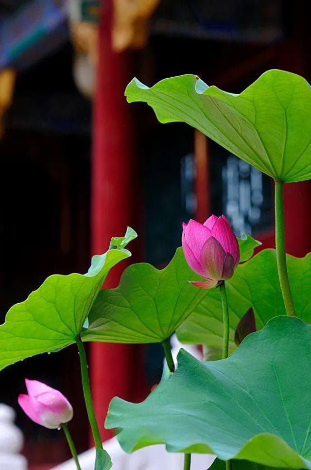 紫禁城的中国色，美了人间600年！