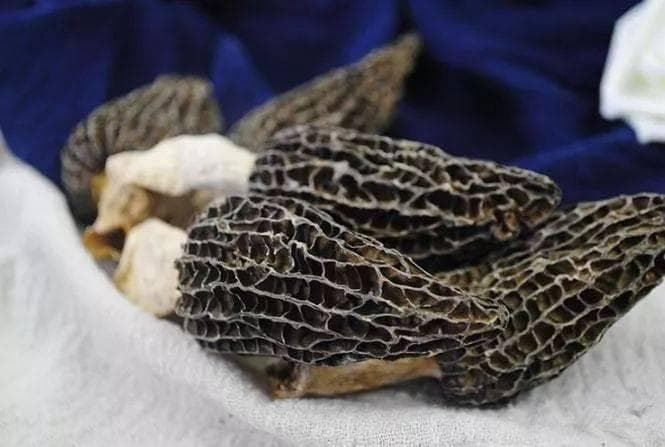 美味的干羊肚菌如何泡发？四种经典烹饪方法详解
