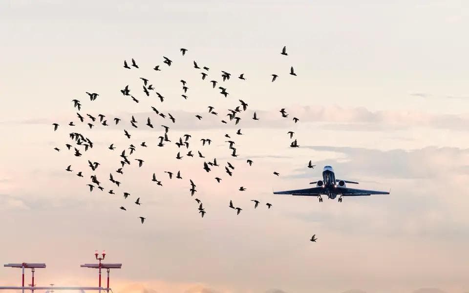 飞鸟与飞机的“空中暗战”，航空业如何应对鸟击挑战？