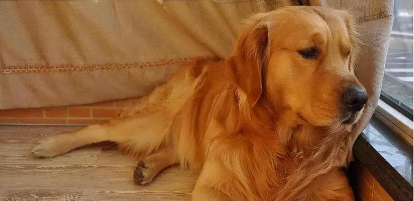 金毛犬易生病？（探究金毛犬常见疾病及预防方法）
