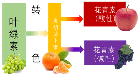 同时转色增甜增重，为什么这么难？