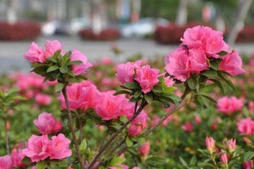 杜鹃花浇水指南：不同季节的浇水方法与注意事项
