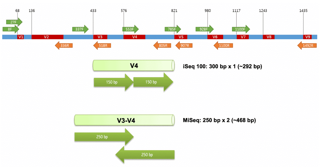 16S rRNA：菌群研究中的重要工具