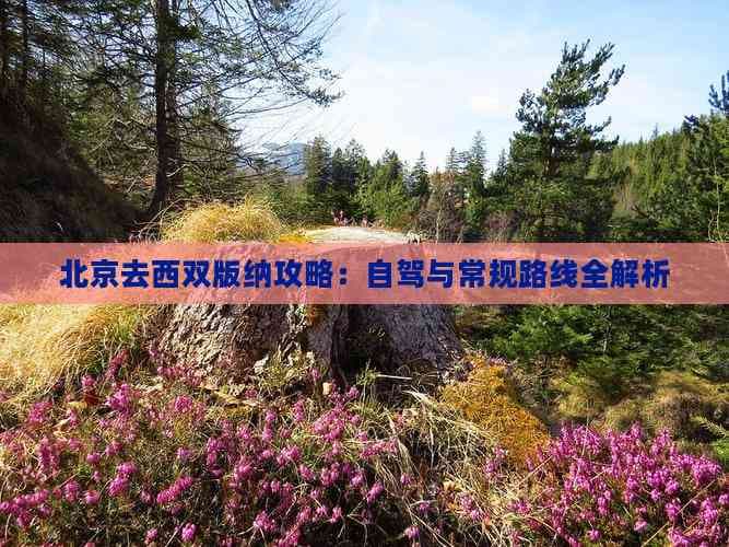 北京去西双版纳攻略：自驾与常规路线全解析