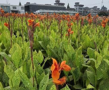 美人蕉种植指南：打造自己的热带花园
