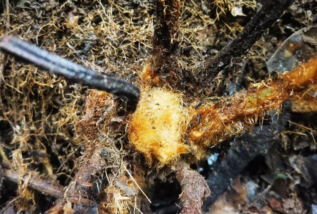 云南凤庆发现大规模恐龙时代保护植物