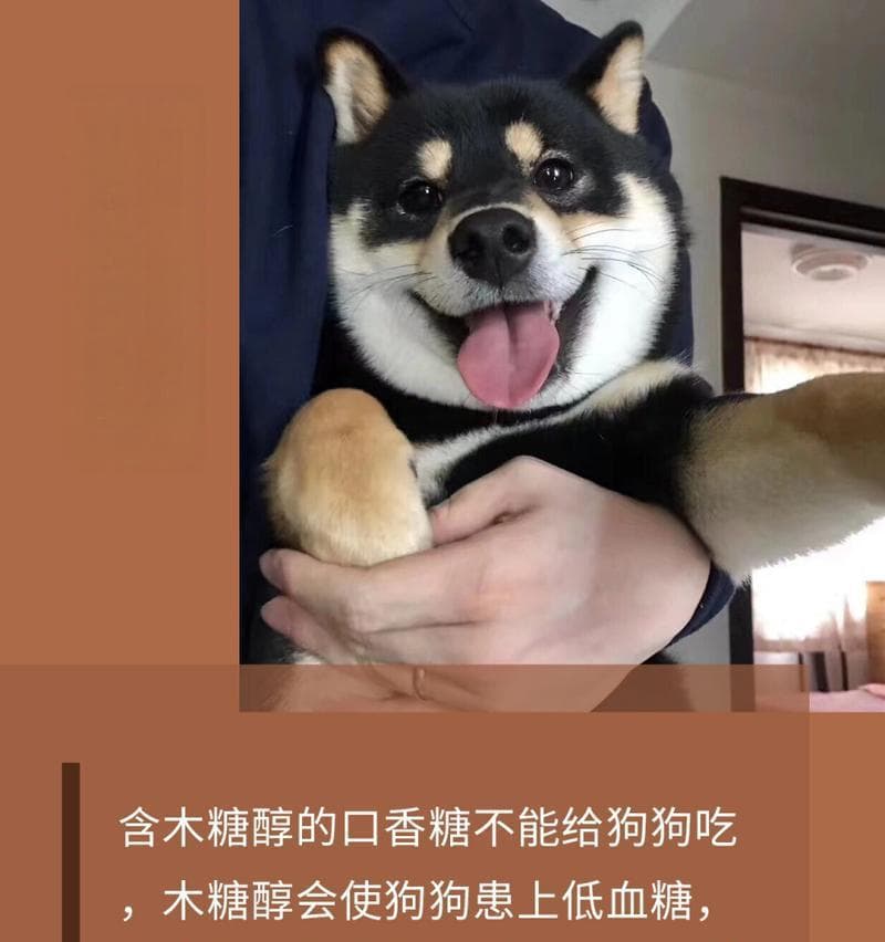 巧克力对狗狗的危害：没有安全品种，这些知识请务必了解