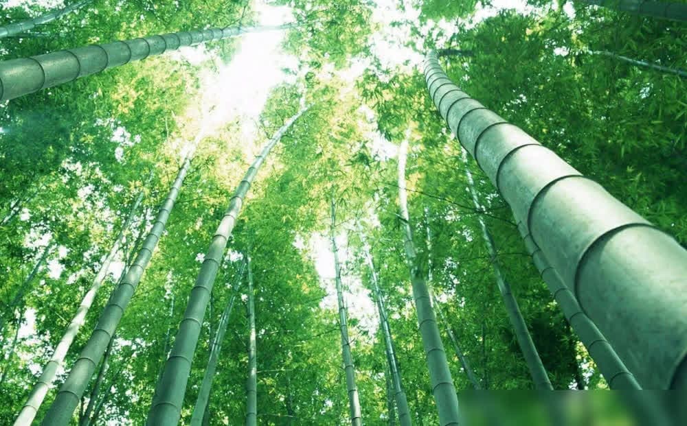 如何迅速消灭竹子？揭秘竹类克星：古人留下的宝贵经验