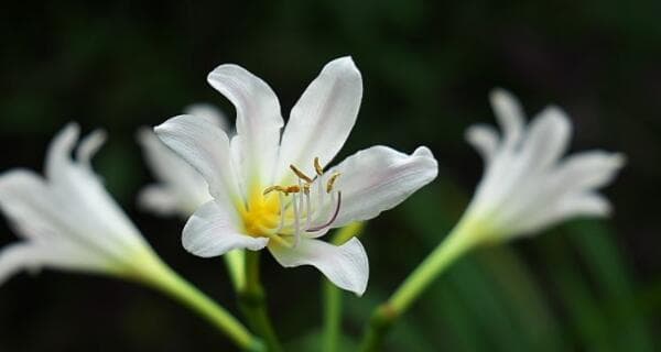 小苍兰种植技巧详解：从环境到养护的全方位指南