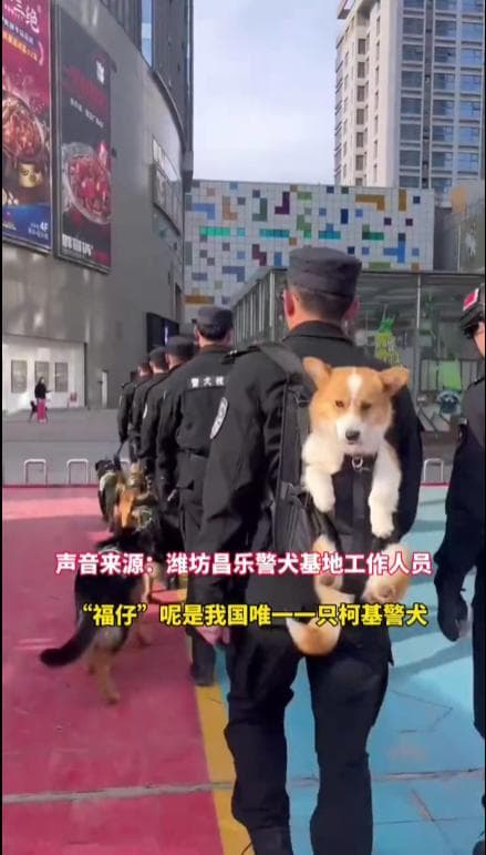 首个柯基警犬福仔亮相，出门靠背，小短腿也能做警犬